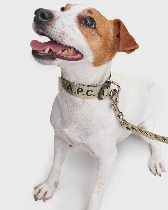 DOG COLLAR