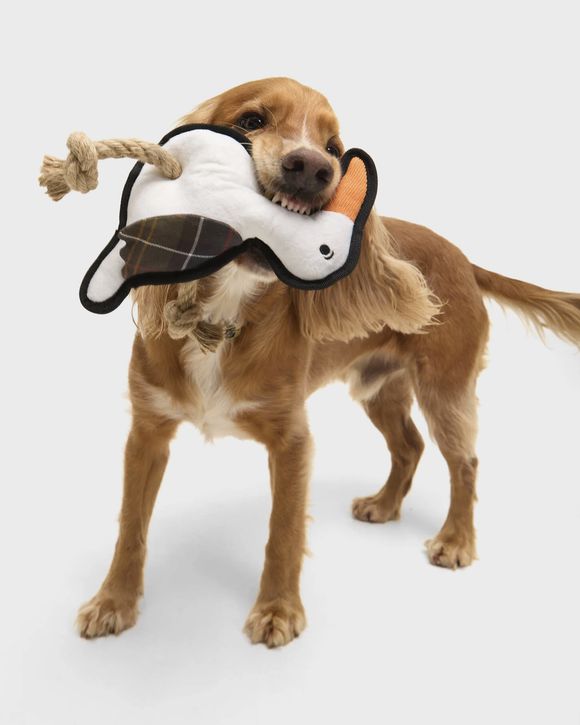 Dog Seabird To