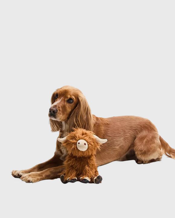 Highland Cow