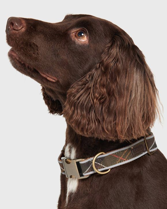 Refle Dog Coll