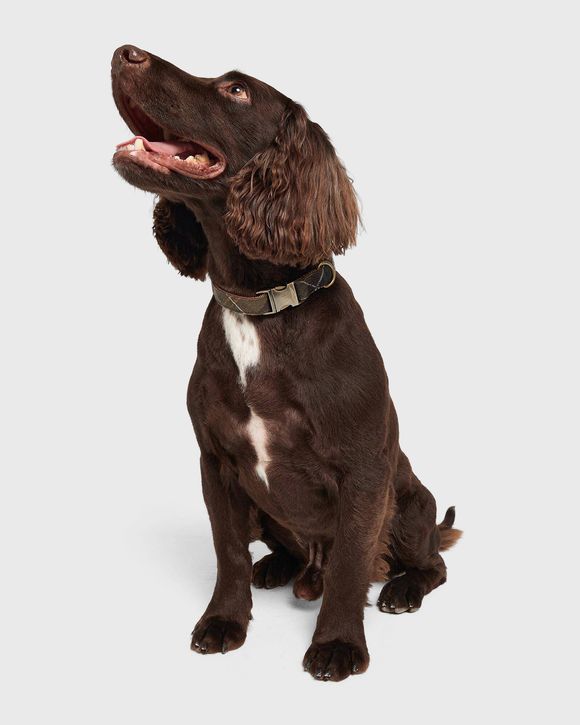 Refle Dog Coll