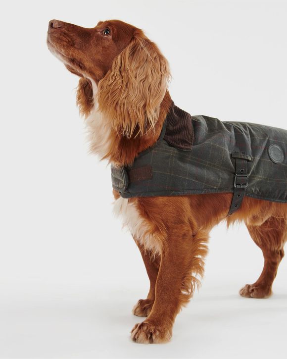 Tar Wx Dog Ct