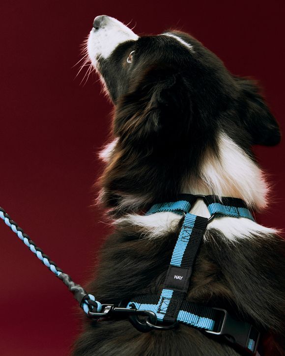 HAY Dogs Harness-Medium