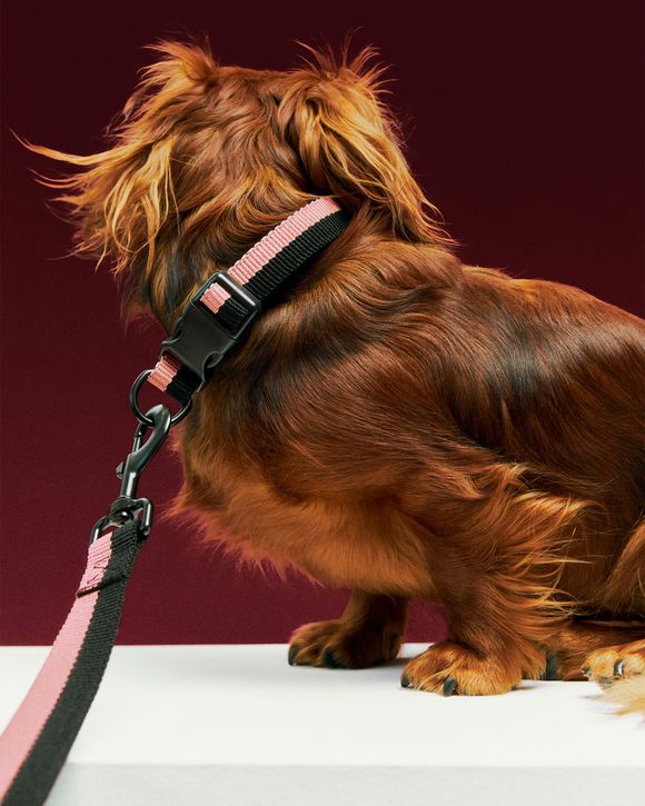 HAY Dogs LeashFlat M/L