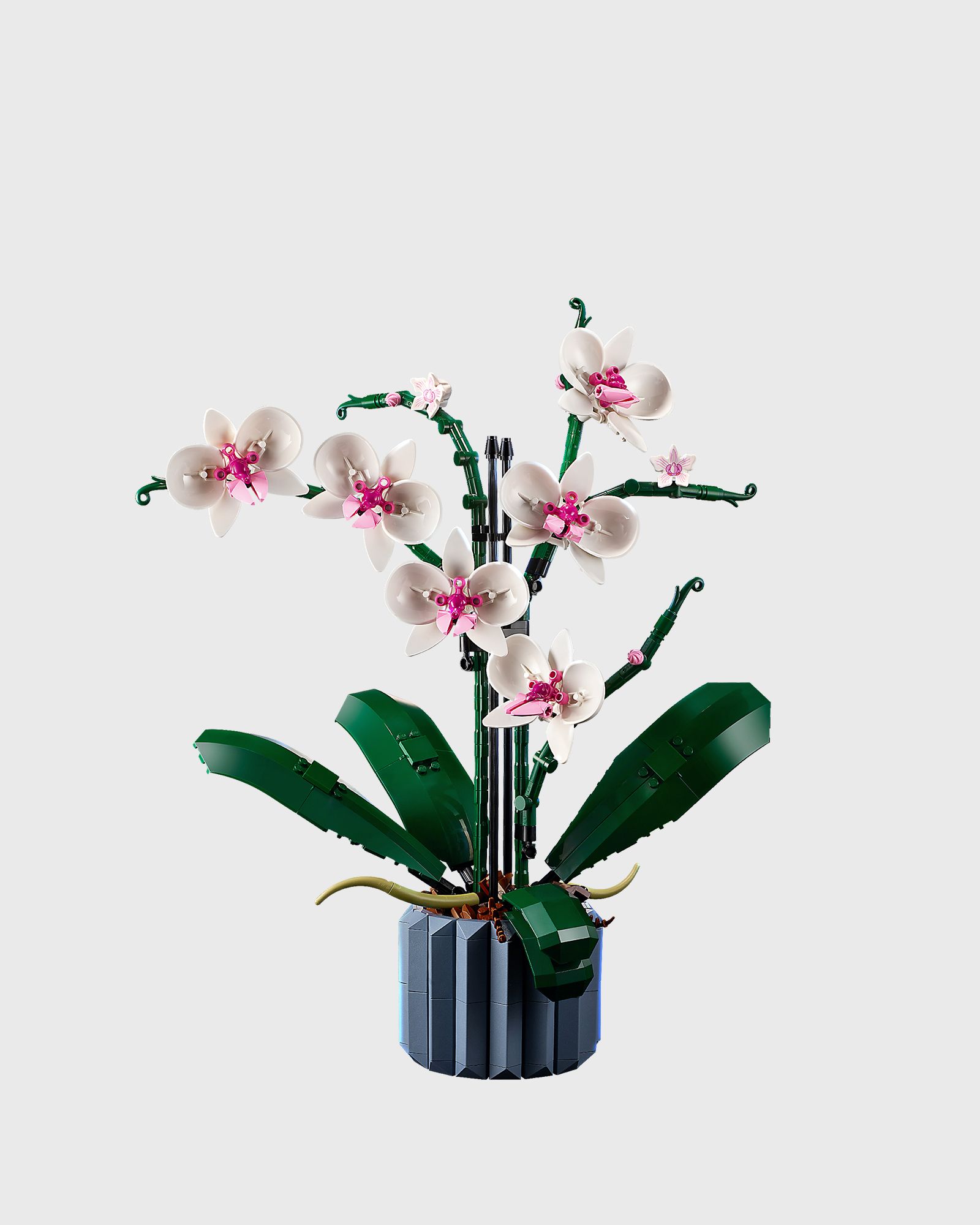 Orchidee - 10311