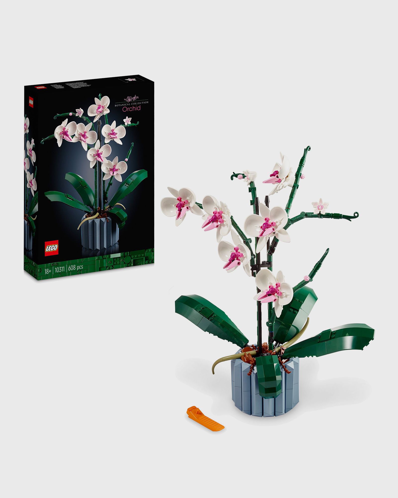 Orchidee - 10311