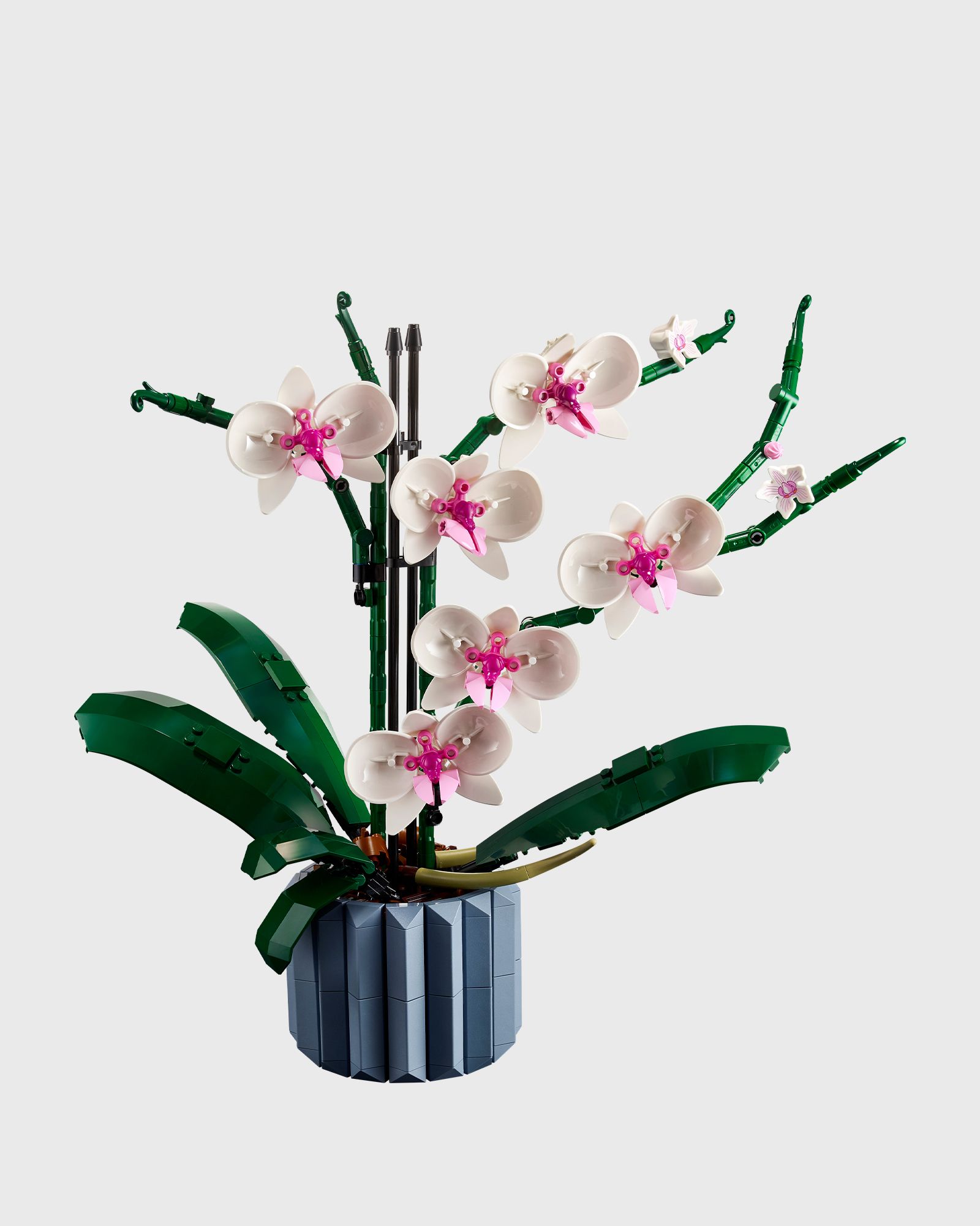 Orchidee - 10311