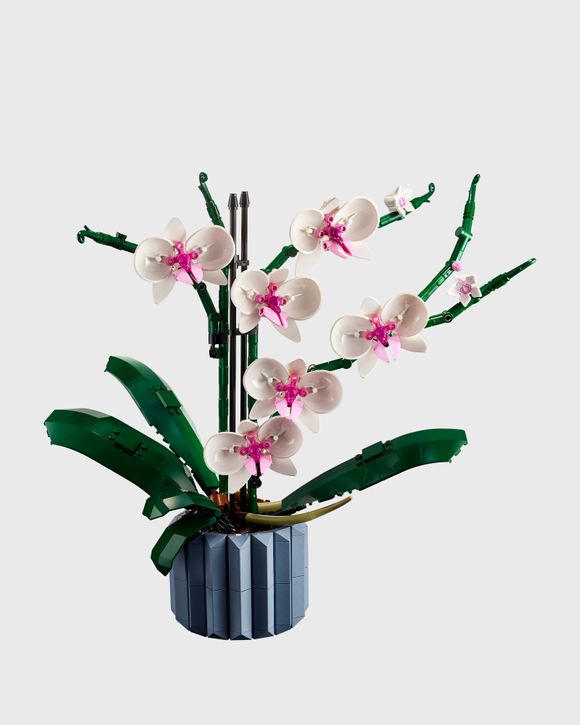 Orchidee - 10311