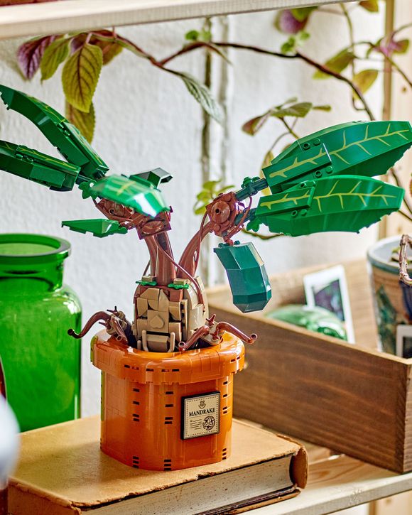 Mandrake