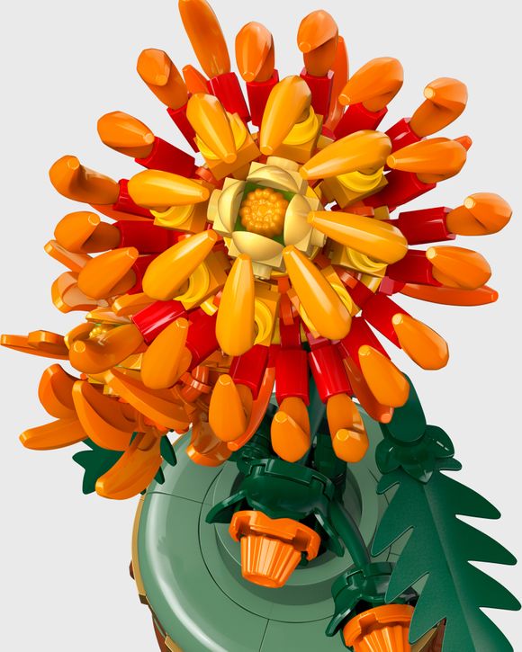 Chrysanthemum - 10368