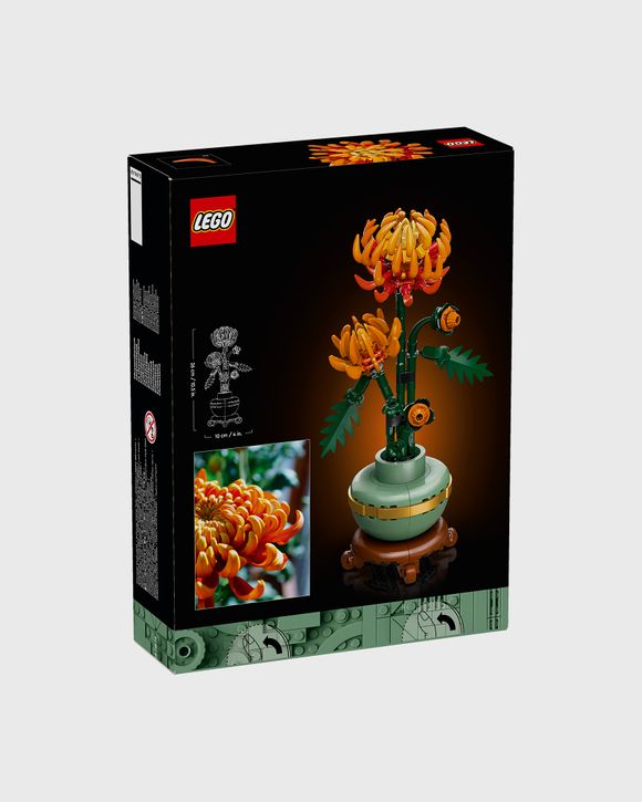 Chrysanthemum - 10368