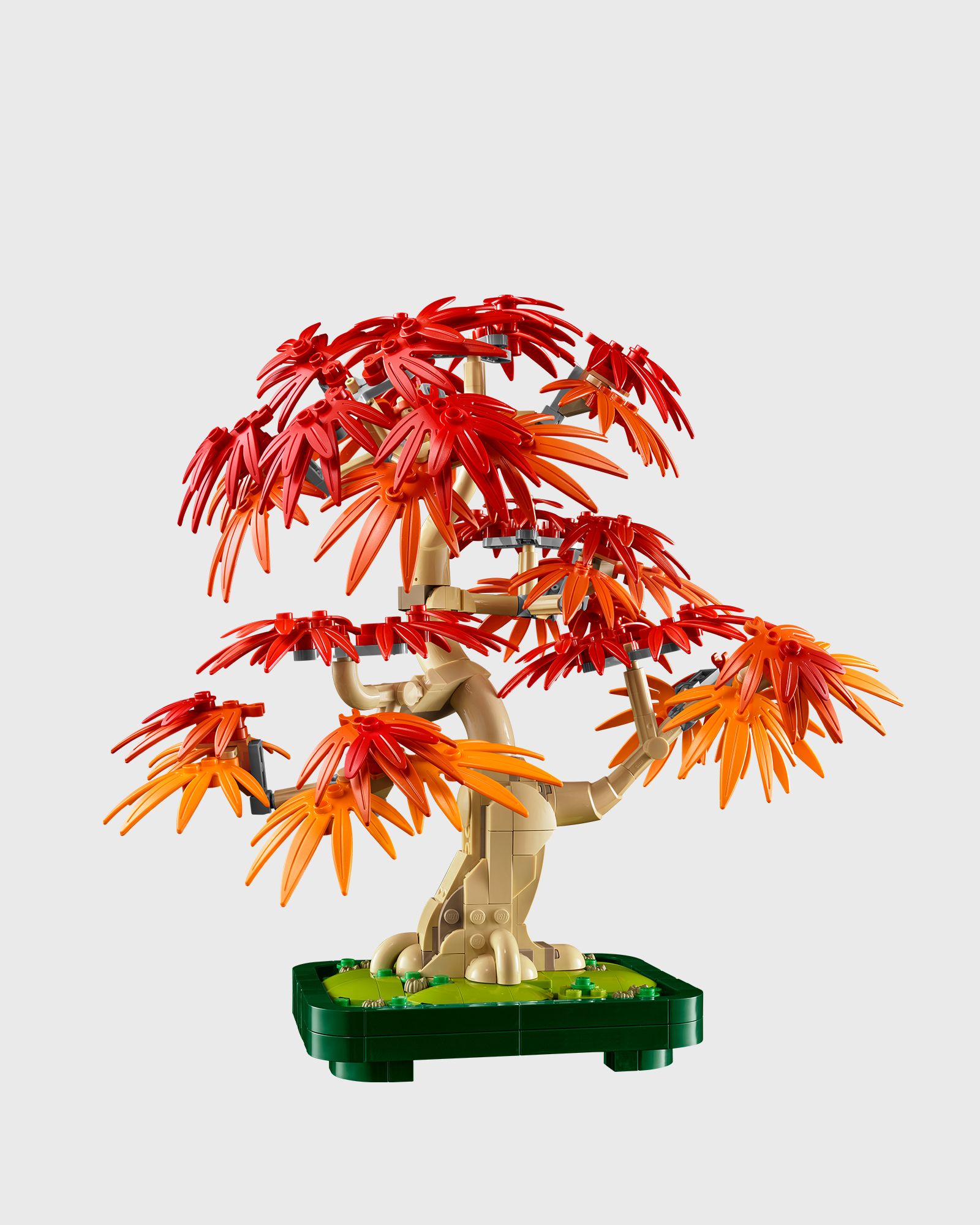 Botanicals Japanese Red Maple Bonsai Tree - 10348