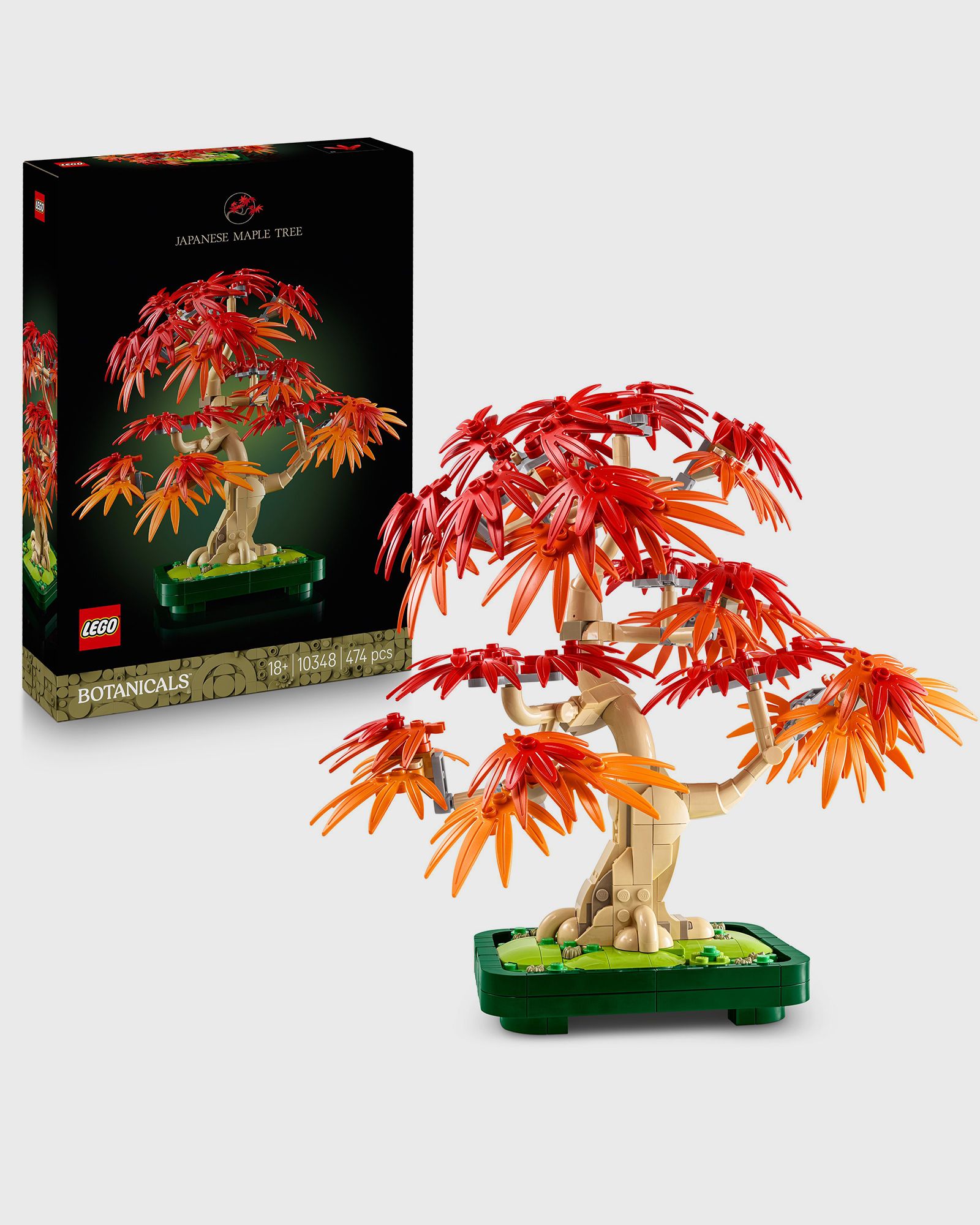 Botanicals Japanese Red Maple Bonsai Tree - 10348
