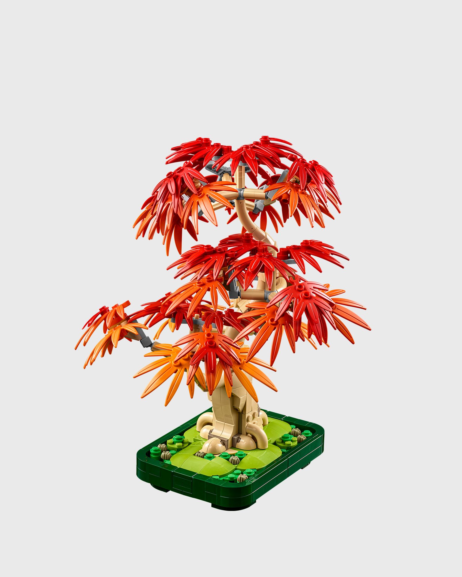 Botanicals Japanese Red Maple Bonsai Tree - 10348