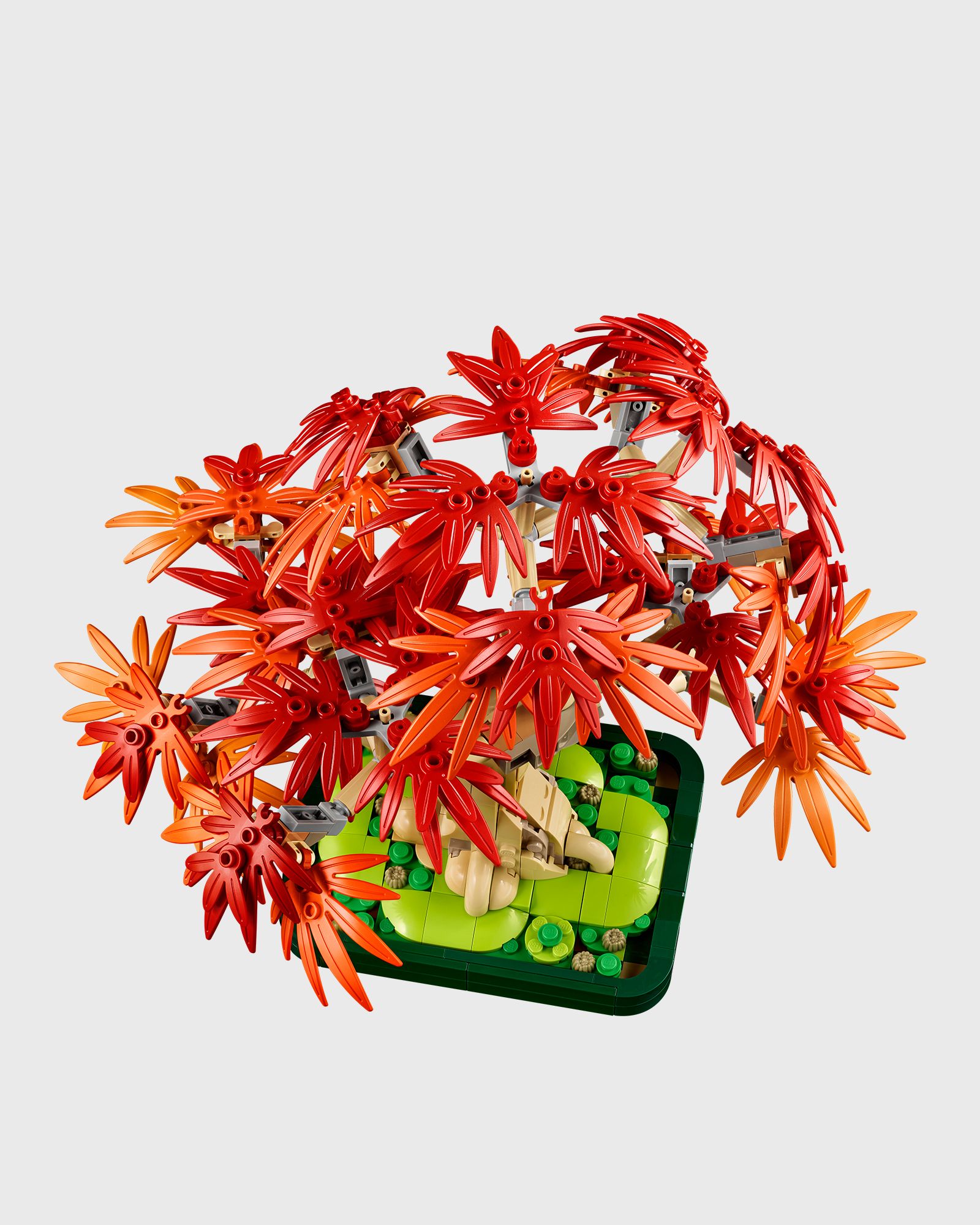 Botanicals Japanese Red Maple Bonsai Tree - 10348