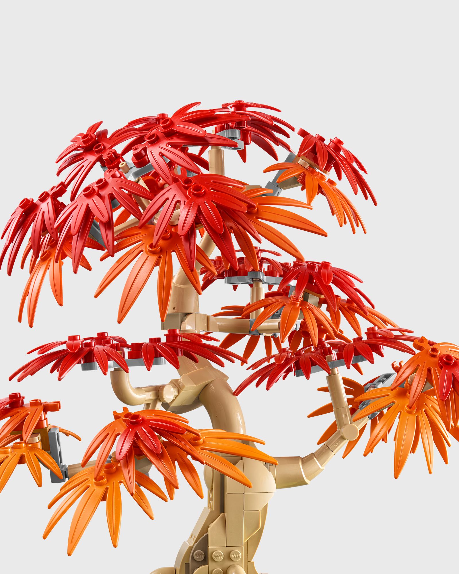Botanicals Japanese Red Maple Bonsai Tree - 10348