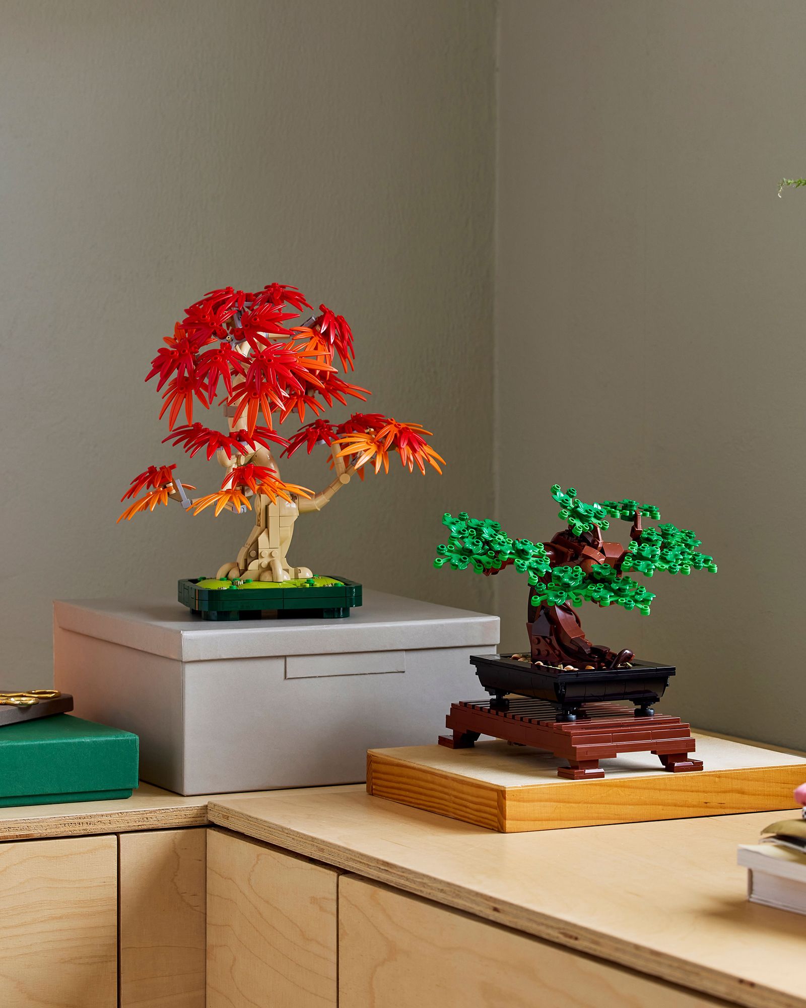 Botanicals Japanese Red Maple Bonsai Tree - 10348
