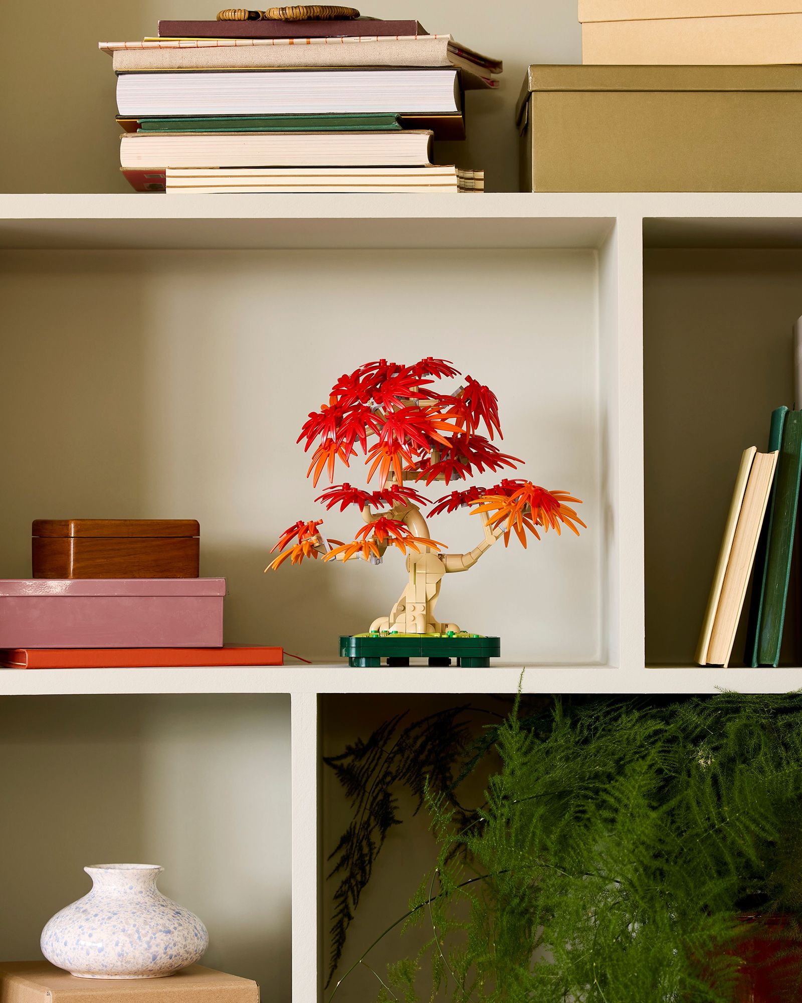 Botanicals Japanese Red Maple Bonsai Tree - 10348