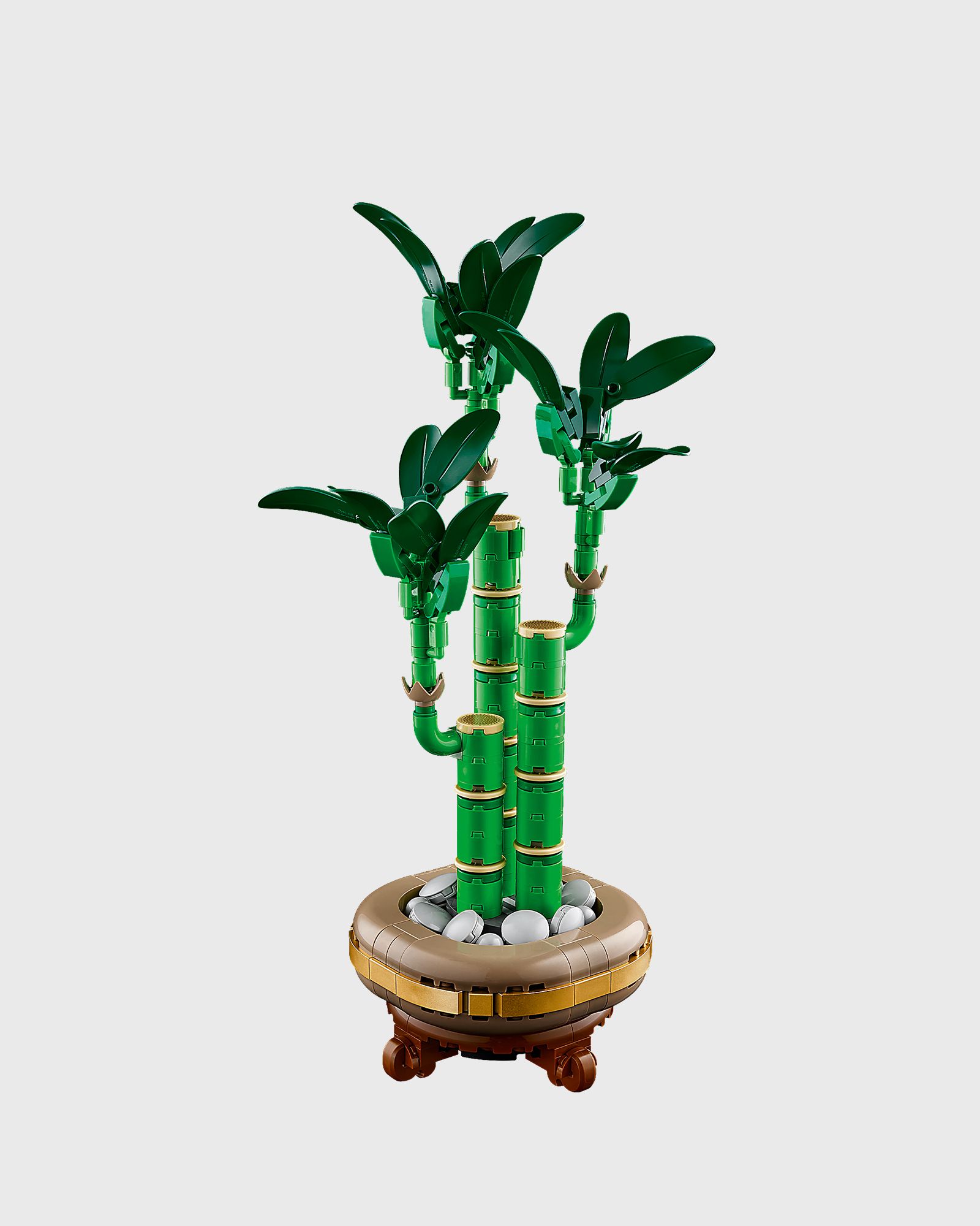 Lucky Bamboo - 10344