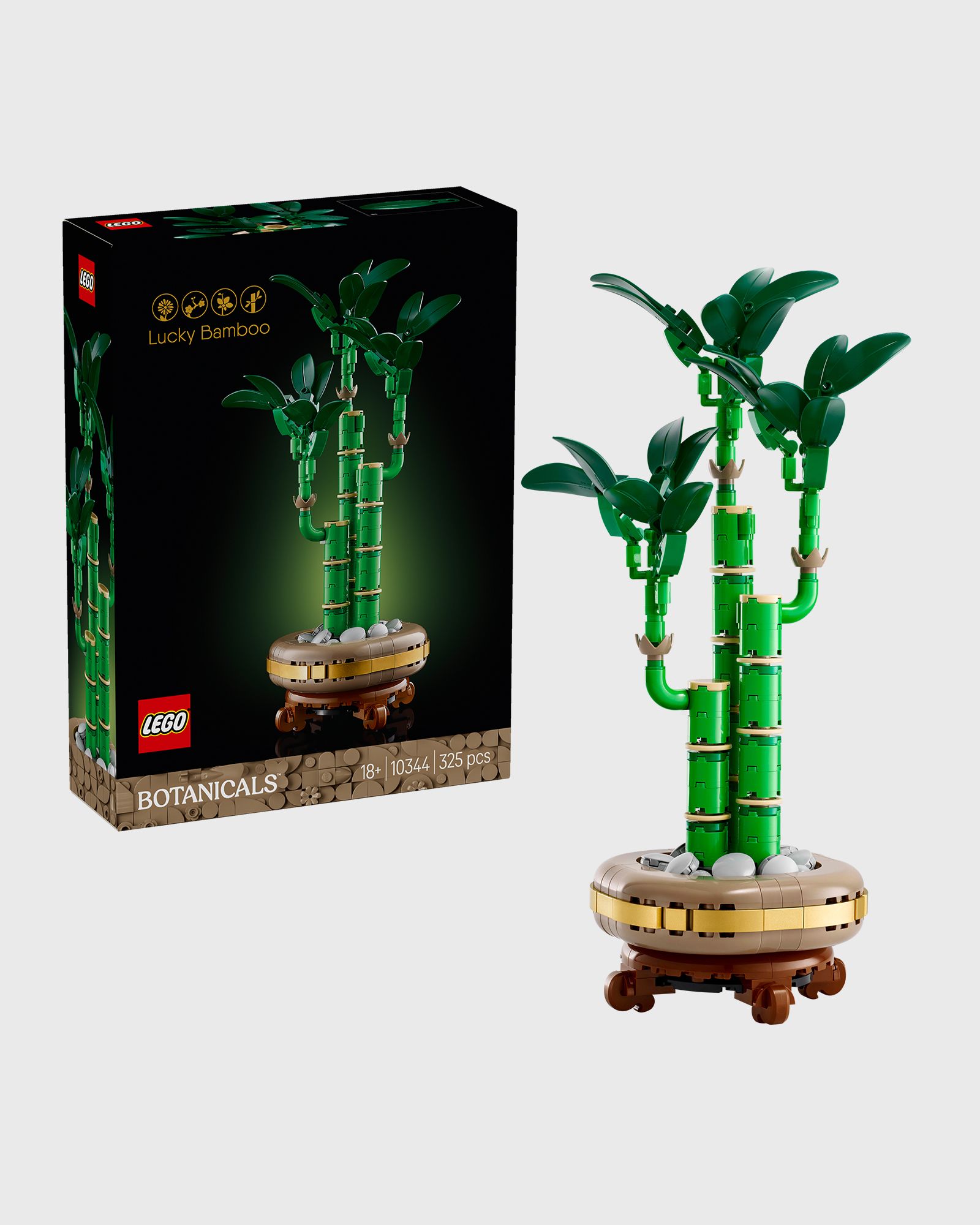 Lucky Bamboo - 10344