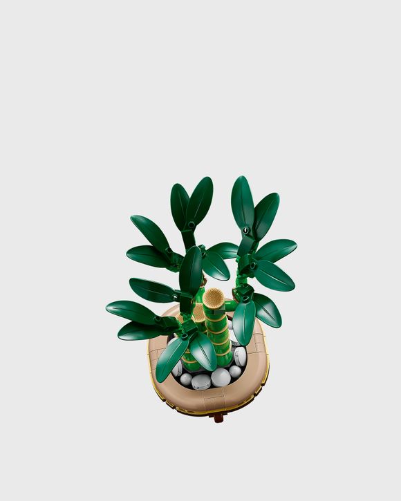 Lucky Bamboo - 10344