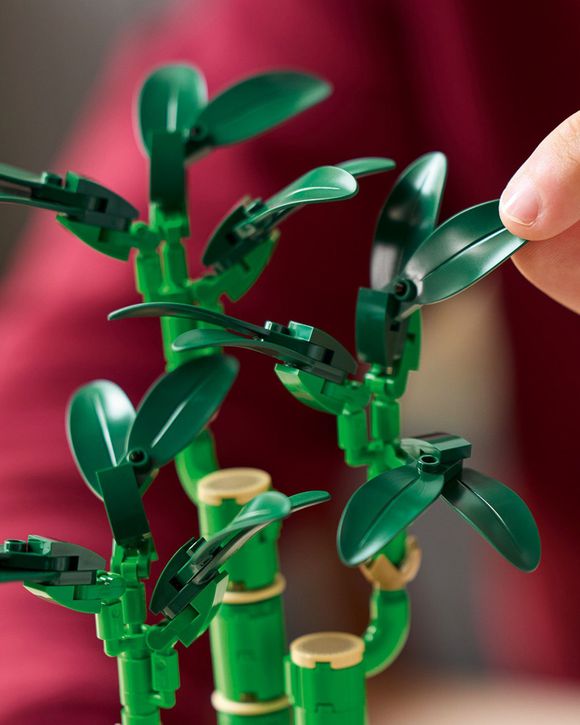 Lucky Bamboo - 10344