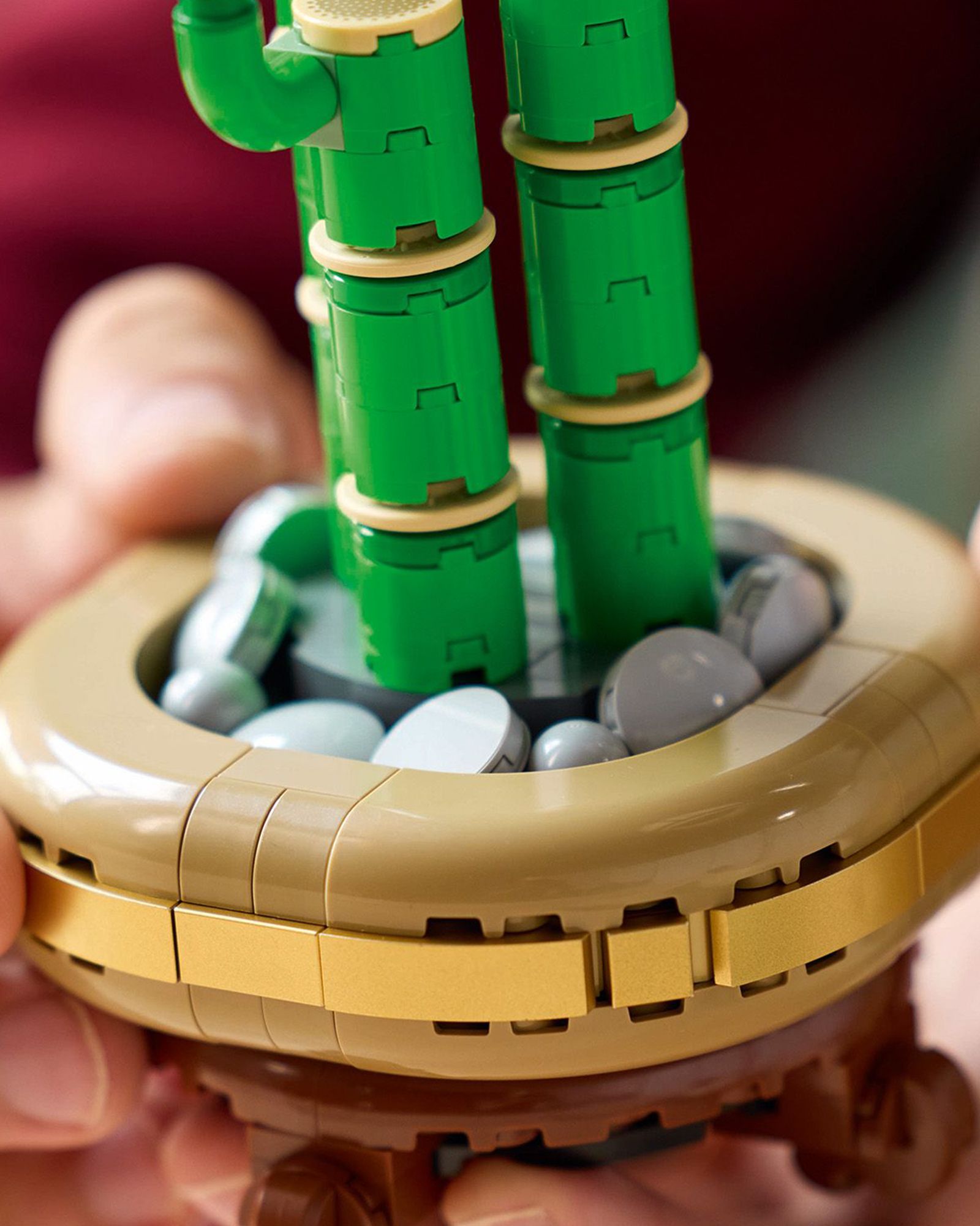 Lucky Bamboo - 10344