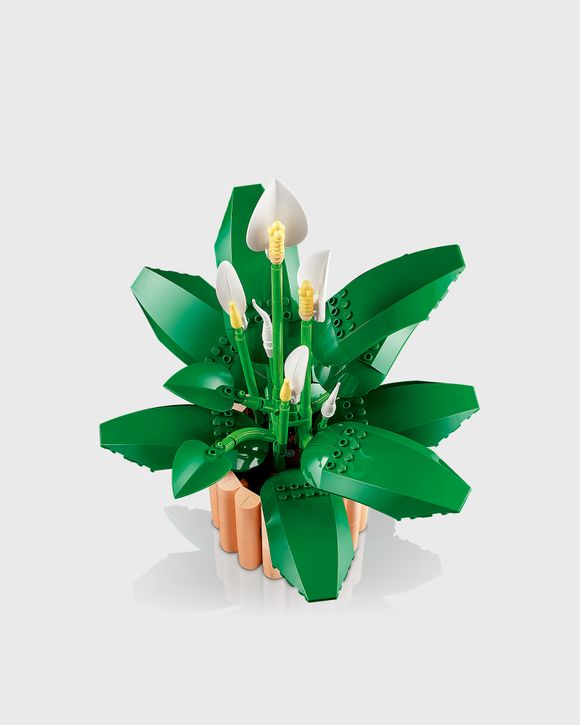 Peace Lily - 11504