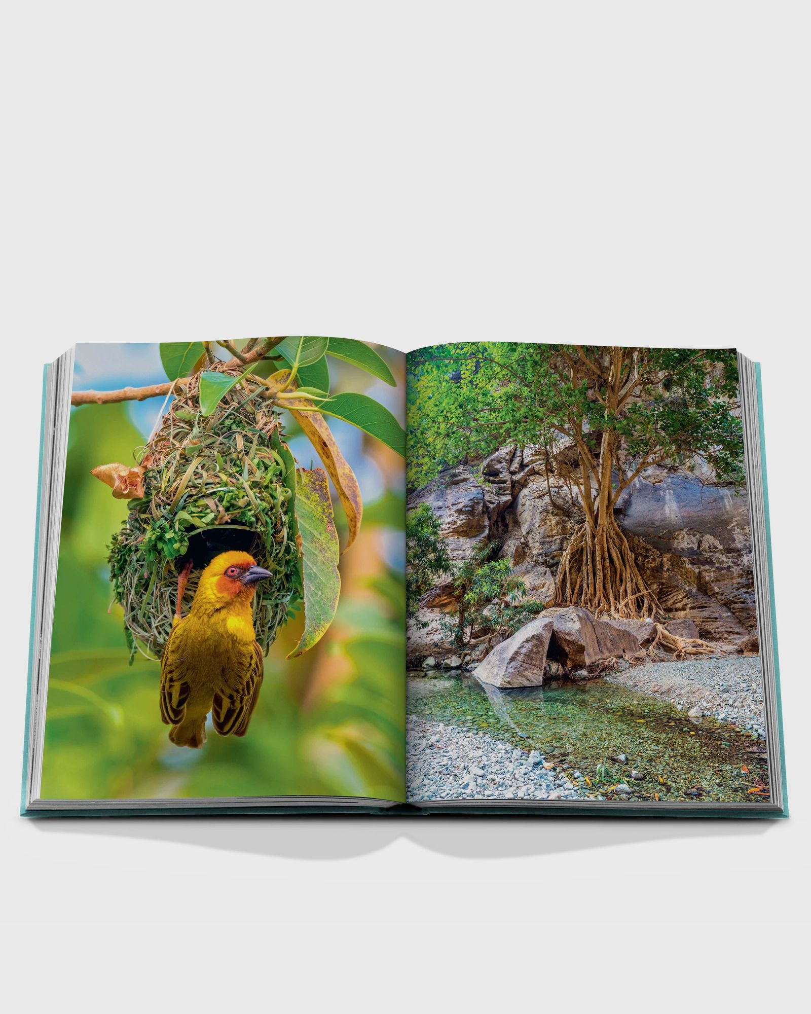 "Saudi Arabia: Red Sea, The Saudi Coast" by Christopher Smith