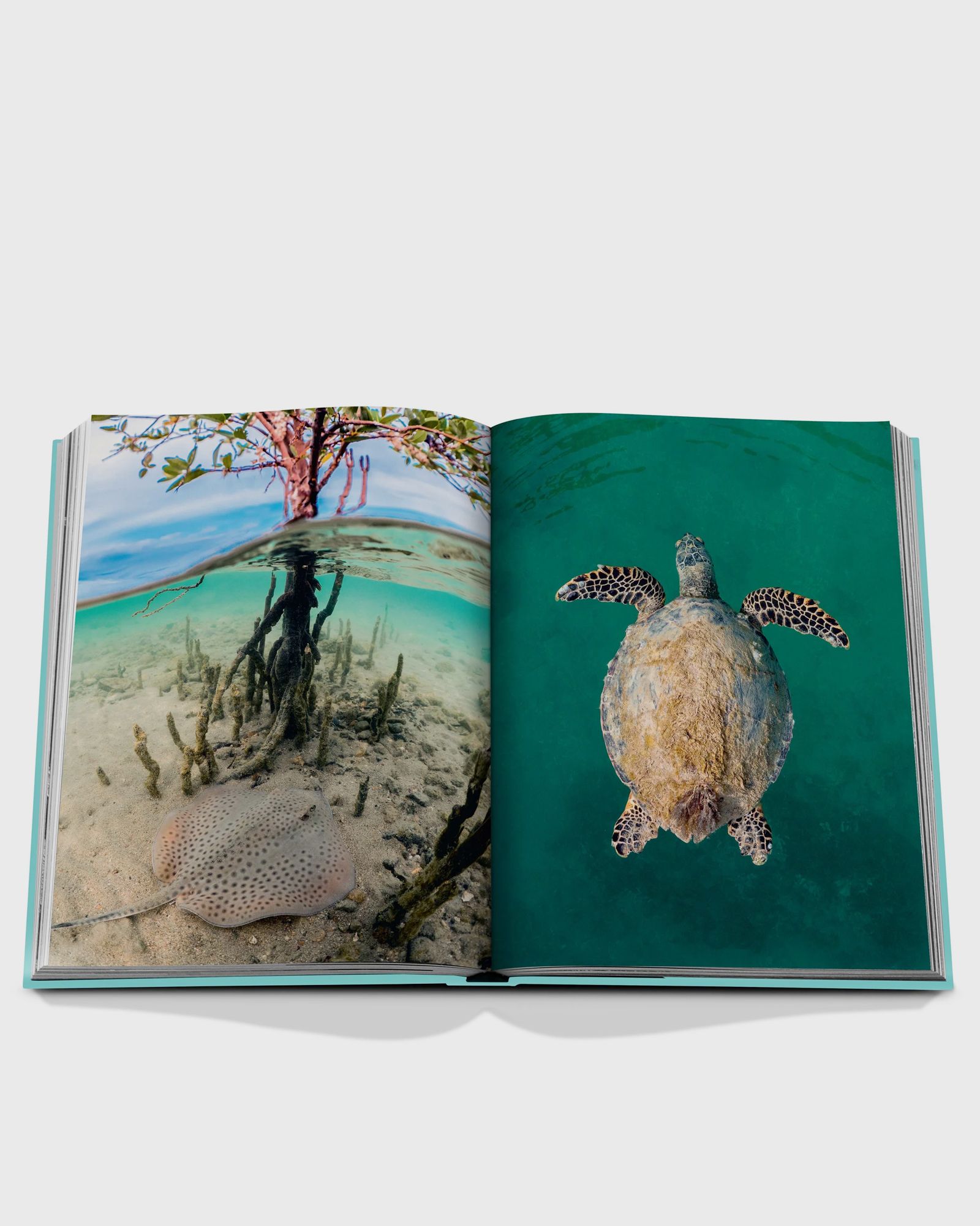 "Saudi Arabia: Red Sea, The Saudi Coast" by Christopher Smith