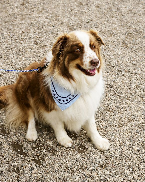 HAY Dogs Scarf