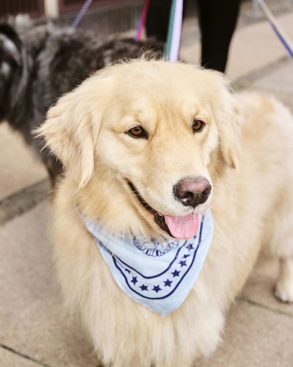 HAY Dogs Scarf
