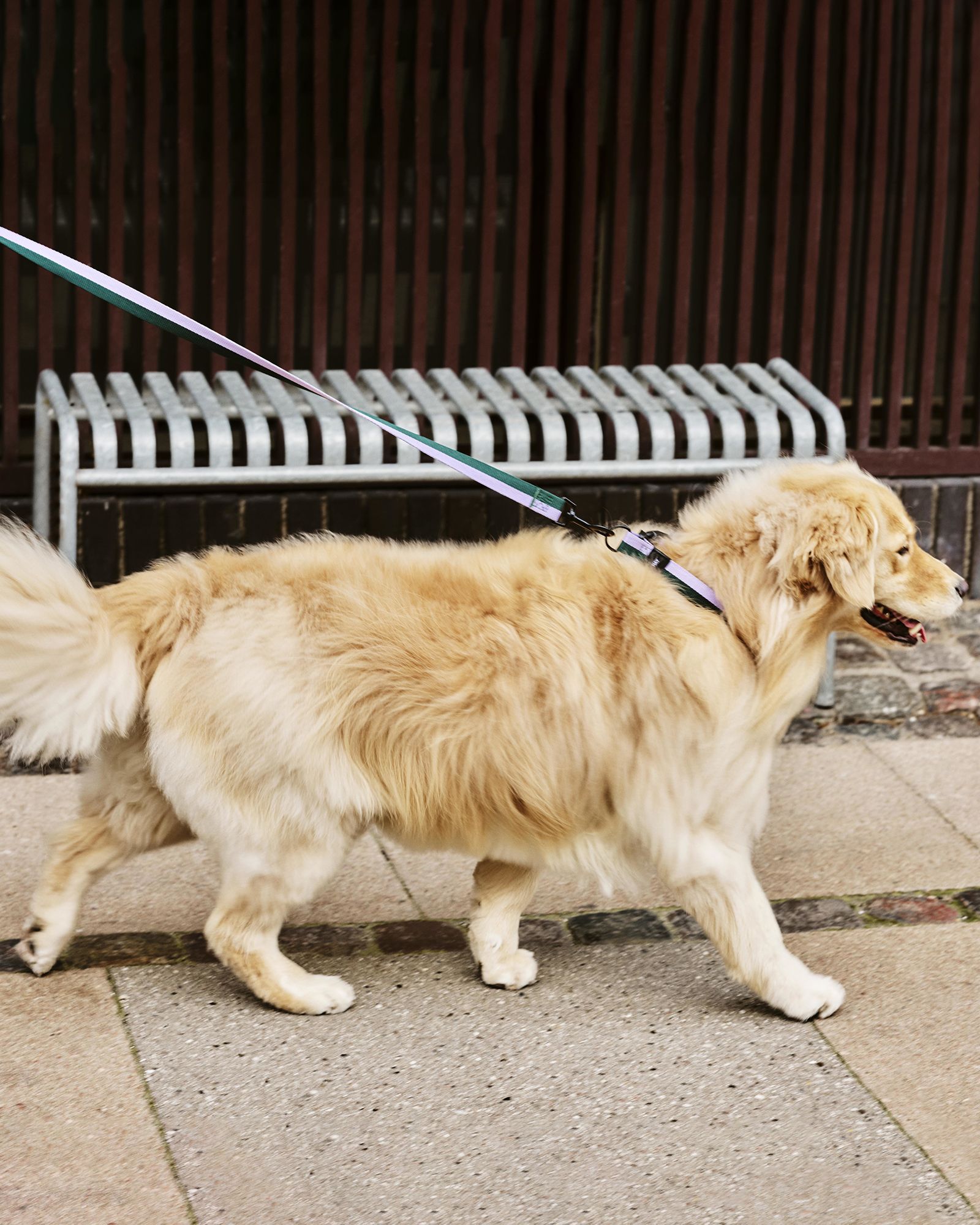 HAY Dogs Collar Flat