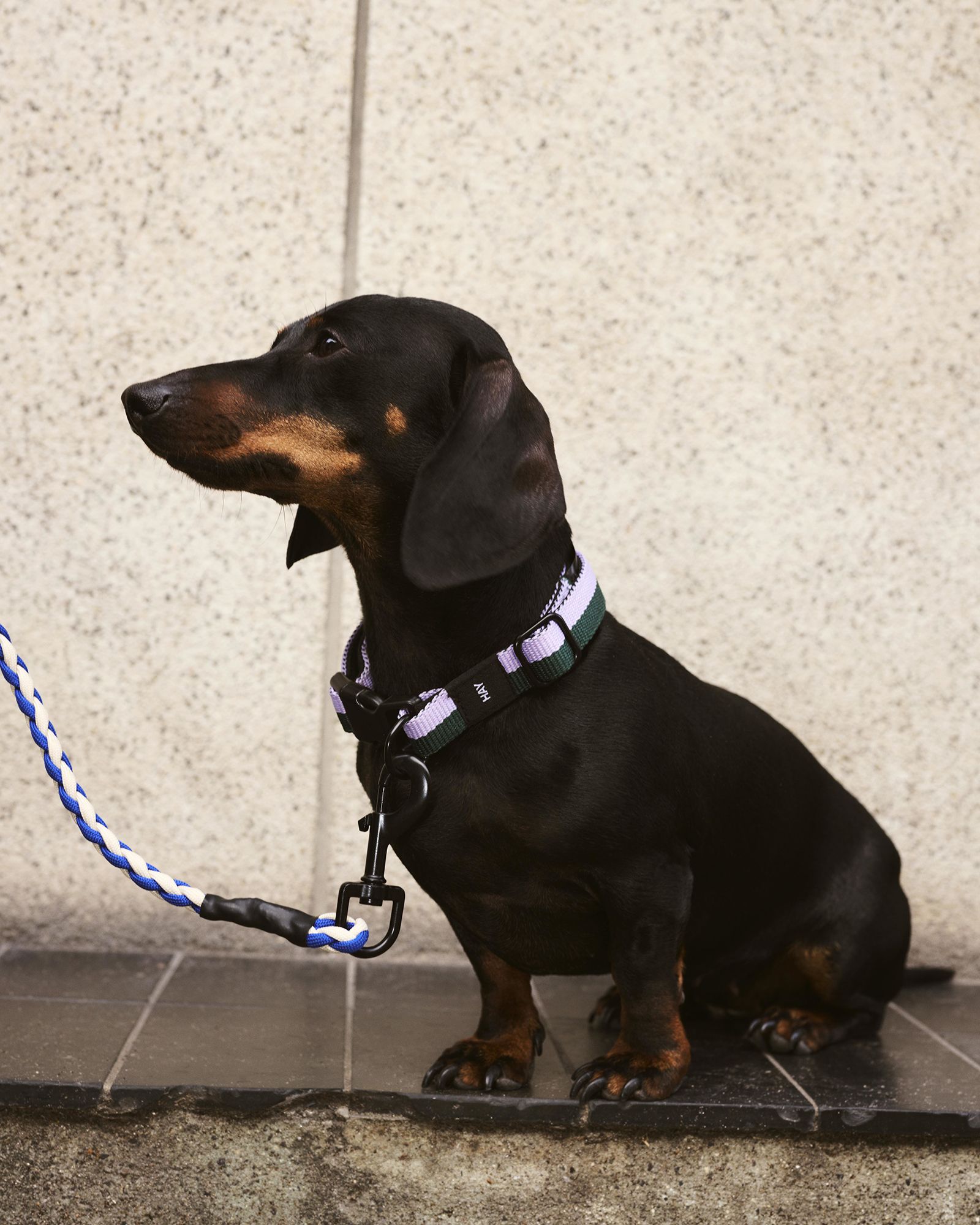 HAY Dogs Collar Flat