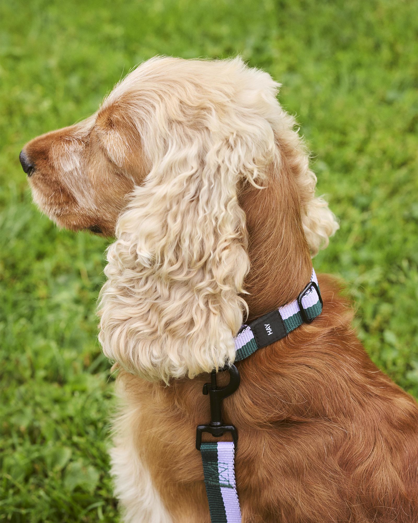 HAY Dogs Collar Flat