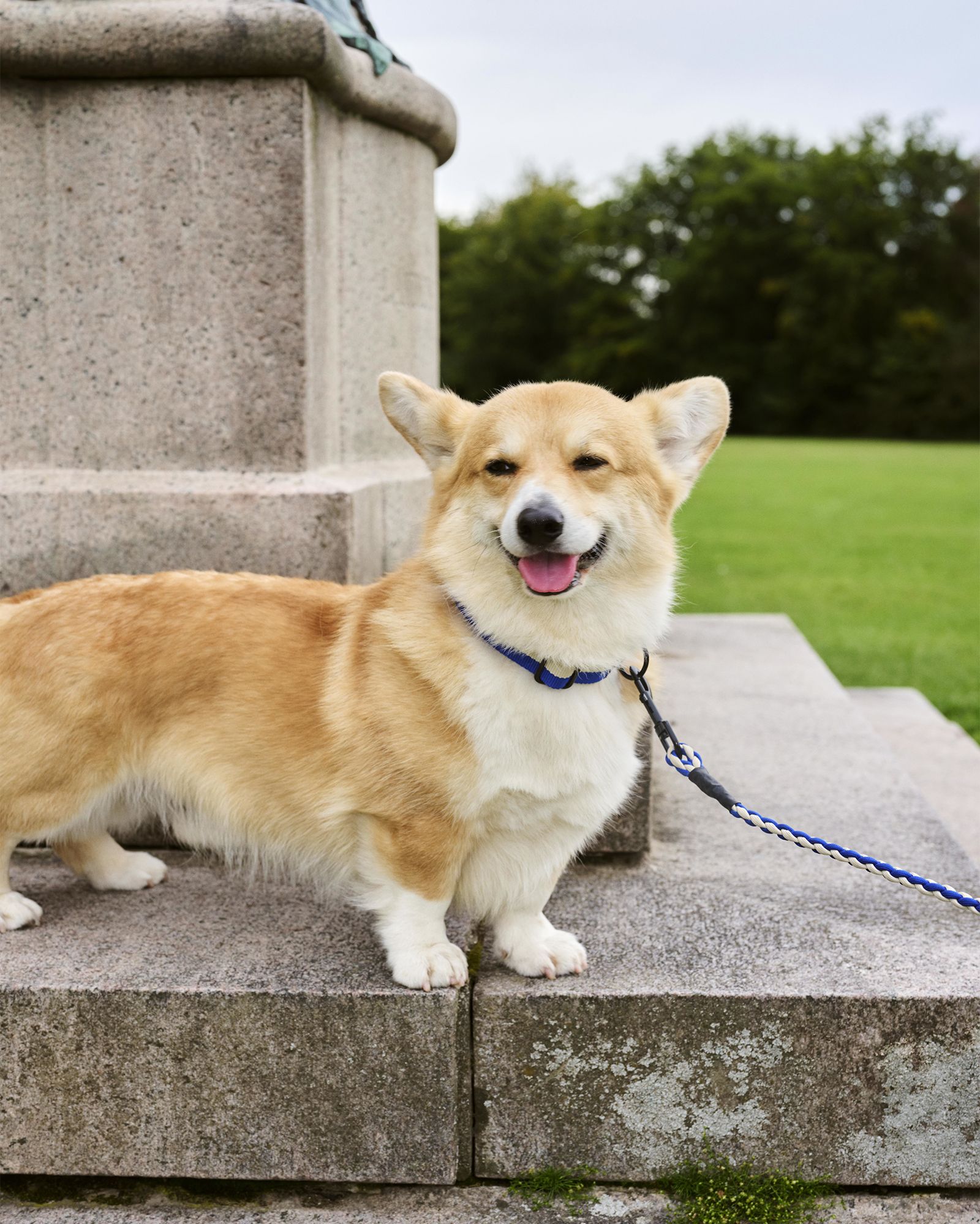 HAY Dogs Collar Flat