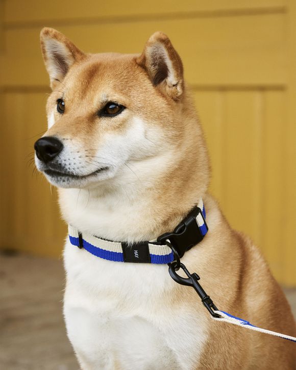 Shiba inu dog clearance collar