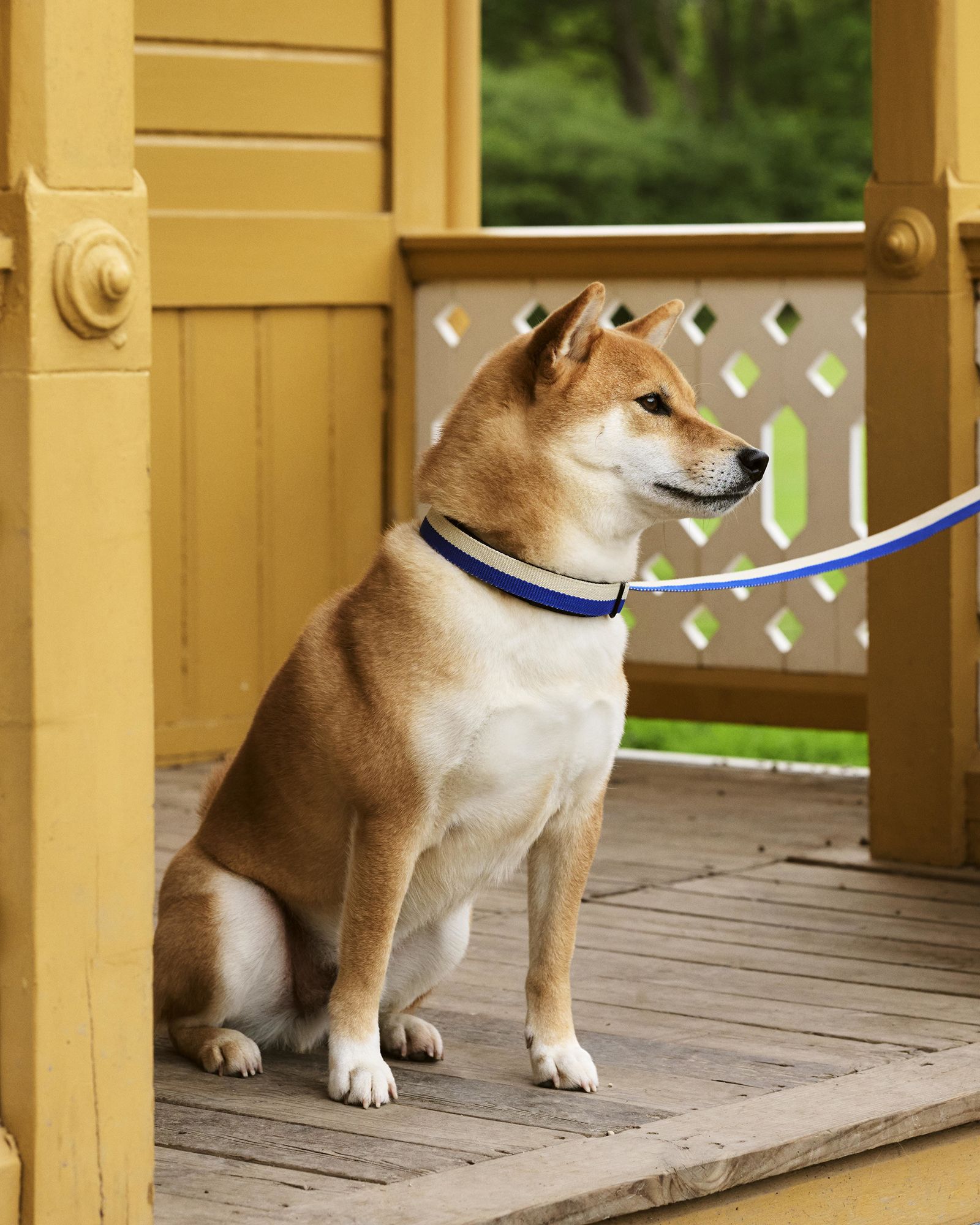 HAY Dogs Collar Flat