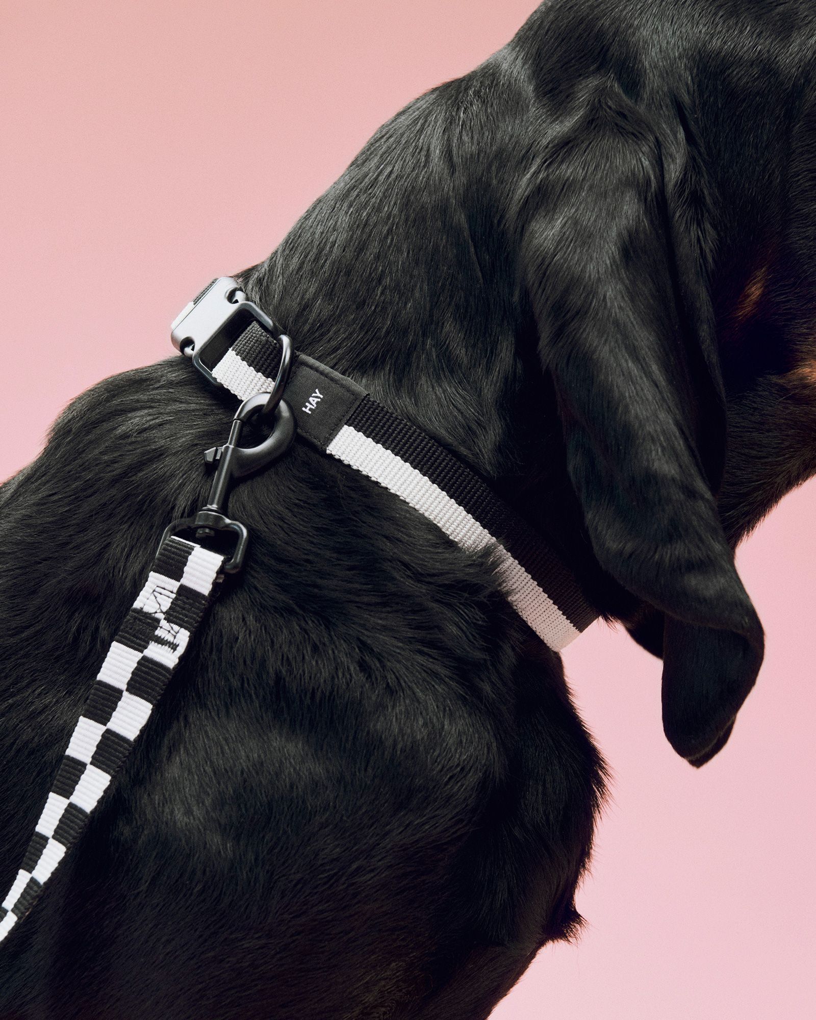 HAY Dogs Collar Flat-S/M