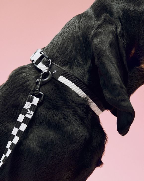 HAY Dogs Collar Flat-S/M