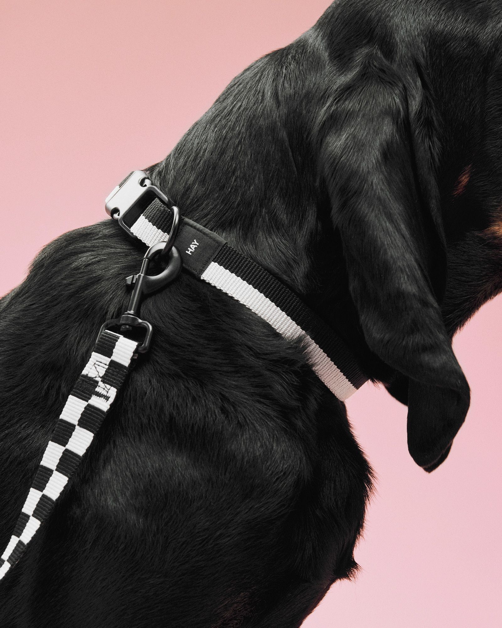 HAY Dogs Collar Flat-M/L