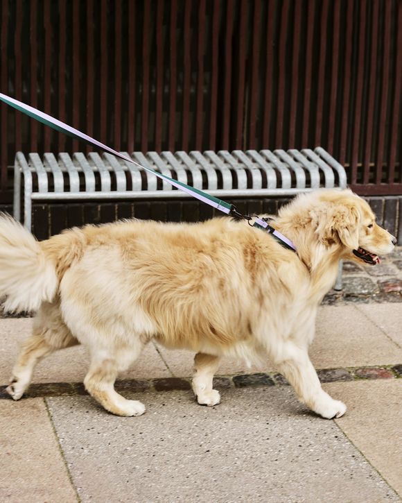 HAY Dogs Leash