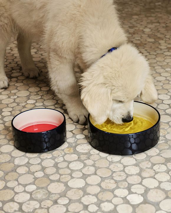 HAY Dogs Bowl