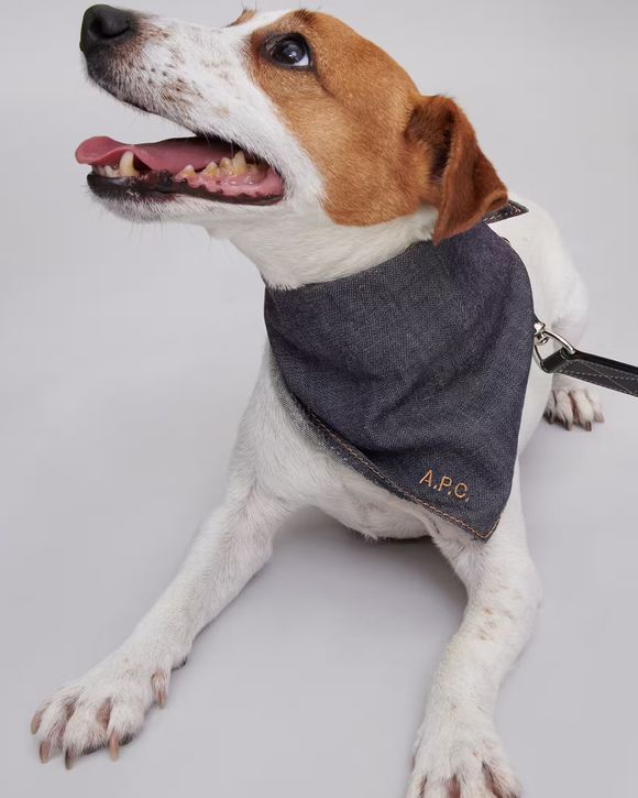 BANDANA CHIEN