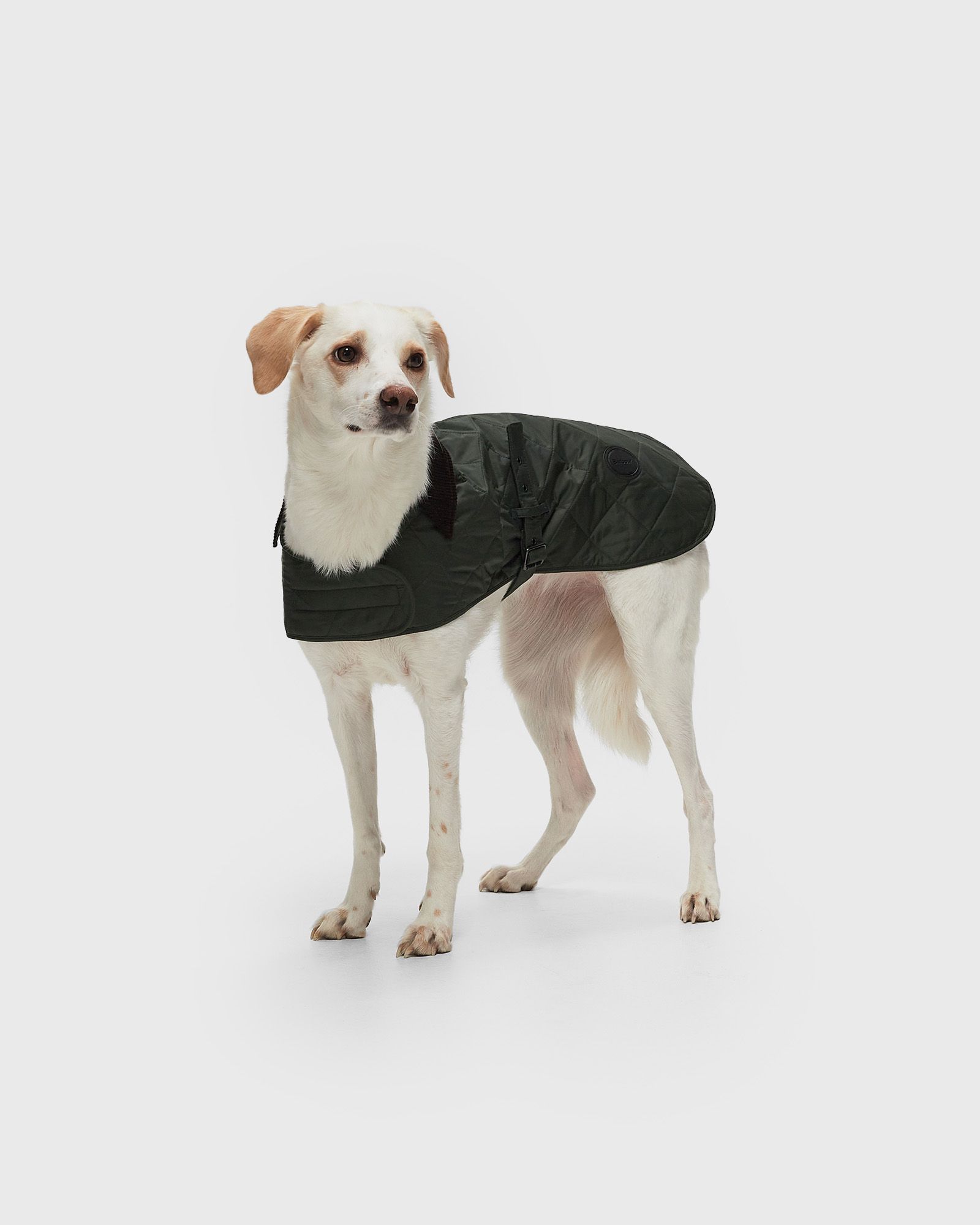 Quilted Dog Coat