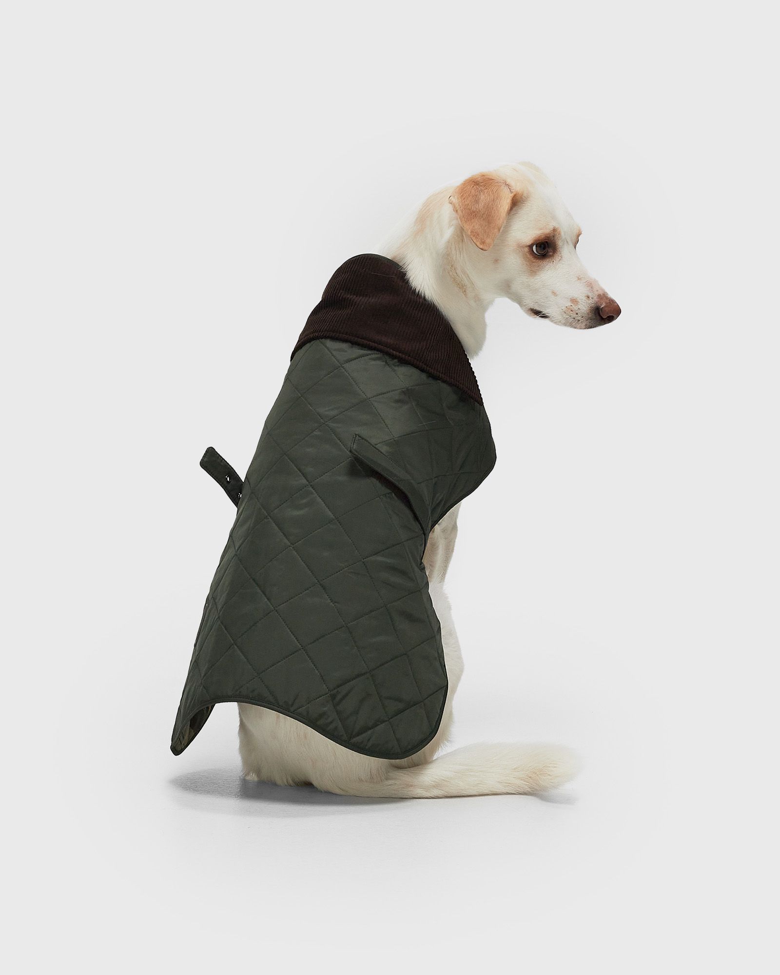 Quilted Dog Coat